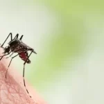 Dengue hemorrágica: Veja como identificar a forma mais grave da dengue, que pode ser fatal