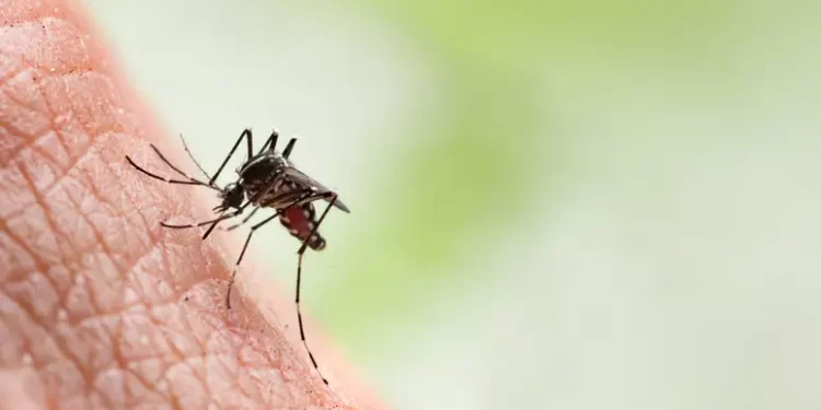 Dengue hemorrágica: Veja como identificar a forma mais grave da dengue, que pode ser fatal