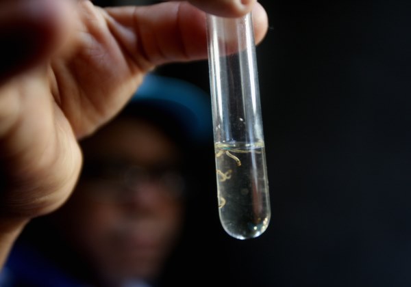 Terceira vítima de dengue morre no estado