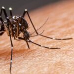 Números Alarmantes: Brasil registrou 184 mortes por dengue e mais de 600 estão sob investigação