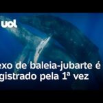 Sexo de baleias-jubarte é gravado pela 1ª vez – e flagra é entre 2 machos