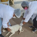 Vacina contra a raiva será intensificada em mais quatro bairros nesta semana