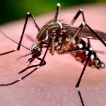 Sobe para 14 número de mortes por dengue na Bahia