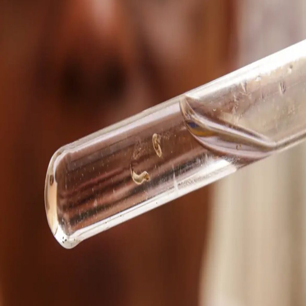 Dengue no Brasil repercute na imprensa americana e europeia como ‘alerta para o mundo’