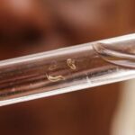 Dengue no Brasil repercute na imprensa americana e europeia como ‘alerta para o mundo’