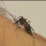 Brasil ultrapassa 300 mortes por dengue; mais de 700 estão sob investigação