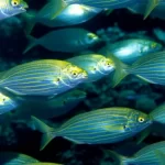 Como se fosse LSD: comer esse peixe pode te dar alucinações por até 3 dias