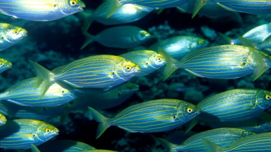 Como se fosse LSD: comer esse peixe pode te dar alucinações por até 3 dias