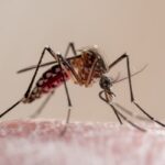 Brasil supera número de casos de chikungunya de 2023