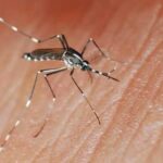 Brasil ultrapassa 4 milhões de casos de dengue só este ano