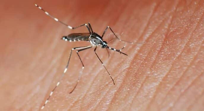 Brasil ultrapassa 4 milhões de casos de dengue só este ano