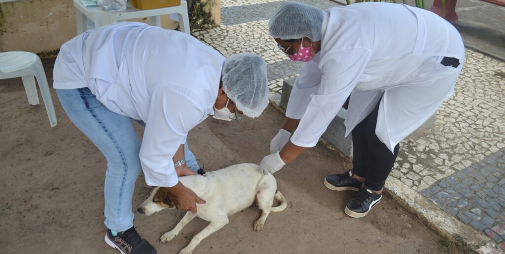 Mais um caso de raiva é confirmado em Feira; Prefeitura intensifica vacinação