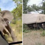 Elefante mata turista de 80 anos e fere quatro pessoas em safári