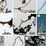 Pesquisadores encontram fóssil inédito de 540 milhões de anos no Brasil