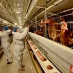Conheça o vírus que se espalhou em aves e mamíferos e pode causar próxima pandemia