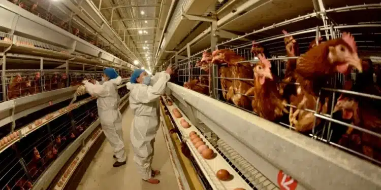 Conheça o vírus que se espalhou em aves e mamíferos e pode causar próxima pandemia