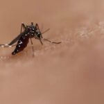 Brasil supera a marca de 2 mil mortes por dengue em 2024