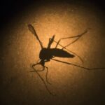Brasil chega a 3 mil mortes confirmadas por dengue em 2024