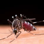 Mortes por dengue na Bahia chegam a 142