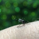 Brasil registra mais de 80% dos casos de dengue do mundo