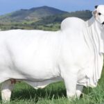 Conheça a vaca brasileira mais valiosa do mundo; veja fotos e vídeo