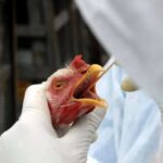 OMS confirma a primeira morte pela variante H5N2 da gripe aviária