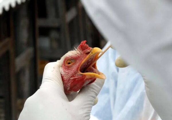 OMS confirma a primeira morte pela variante H5N2 da gripe aviária