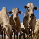 Tragédia mata mais de 7 mil bovinos em Roraima; entenda