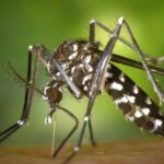 Criança de 4 anos morre por dengue em município da Bahia