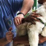 Vacinação contra a raiva é intensificada no distrito de Humildes e mais quatro bairros