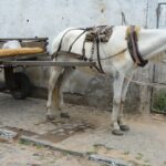 Prefeitura convoca carroceiros para cadastramento