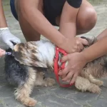 Campanha de vacinação contra a raiva ocorre em 15 bairros neste sábado