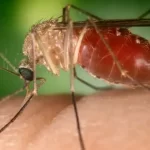 Febre Oropouche: sobe para 839 o número de casos na Bahia