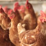 Vírus causa suspensão de parte das exportações de carne frango do Brasil
