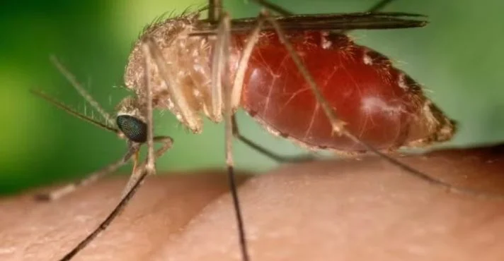 Ministério da Saúde confirma 2 mortes por febre do Oropouche, as primeiras do mundo