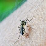 União Europeia vai investir $ 41,3 milhões em estudos para vacina contra chikungunya
