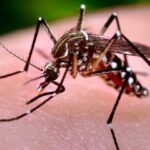 Dengue cresce 592,7% na Bahia; vacinação e diagnóstico precoce podem evitar complicações