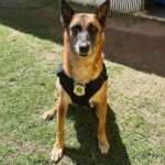 Aposentadoria: cadela K9 Raia que fez parte de operações na PRF Bahia se despede do serviço ativo