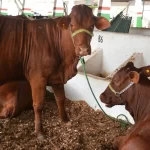 Prefeitura publica regulamento da 45ª Expofeira, que acontece de 1º a 8 de setembro