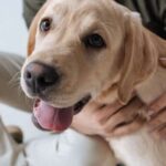 Cães e gatos contra a depressão: Estudo de Harvard revela os benefícios