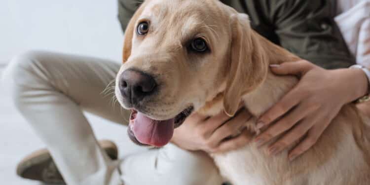 Cães e gatos contra a depressão: Estudo de Harvard revela os benefícios