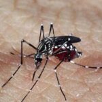 Brasil ultrapassa marca de 5 mil mortes por dengue