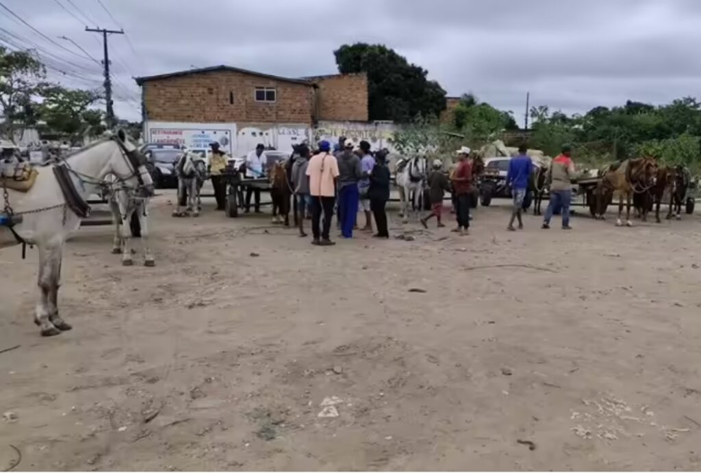Cadastramento obrigatório de carroceiros tem início em Feira de Santana