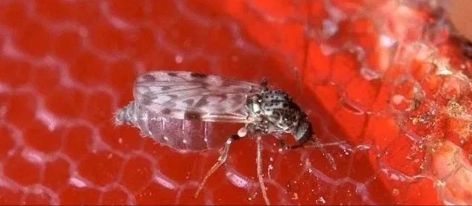 Bahia segue com mais de 800 casos de Febre Oropouche em agosto; maior parte dos pacientes são do sul do estado