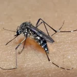 Feira de Santana registra queda de 92,5% nos casos de dengue após uso de motos fumacê