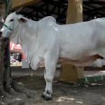 Animal mais caro da Expofeira custa quase R$ 1 milhão