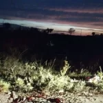Ossada humana é encontrada em matagal