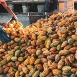 Bahia lidera produção nacional de cacau e impulsiona economia regional