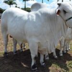 Melhoramento genético de bovinos, caprinos e ovinos avança nos distritos