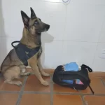 Mulher é presa com cocaína em ônibus interestadual durante operação em Feira de Santana